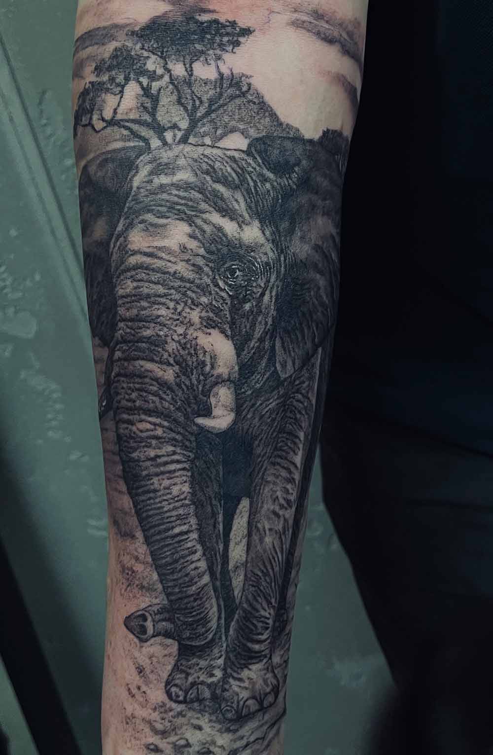 elefant